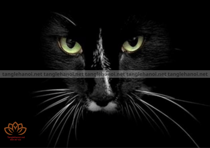 Điều kiêng cử trong tang lễ đối với mèo đực