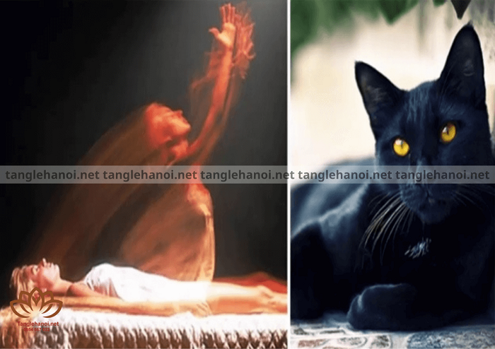 Không nên để mèo đực nhảy qua xác chết và quan tài